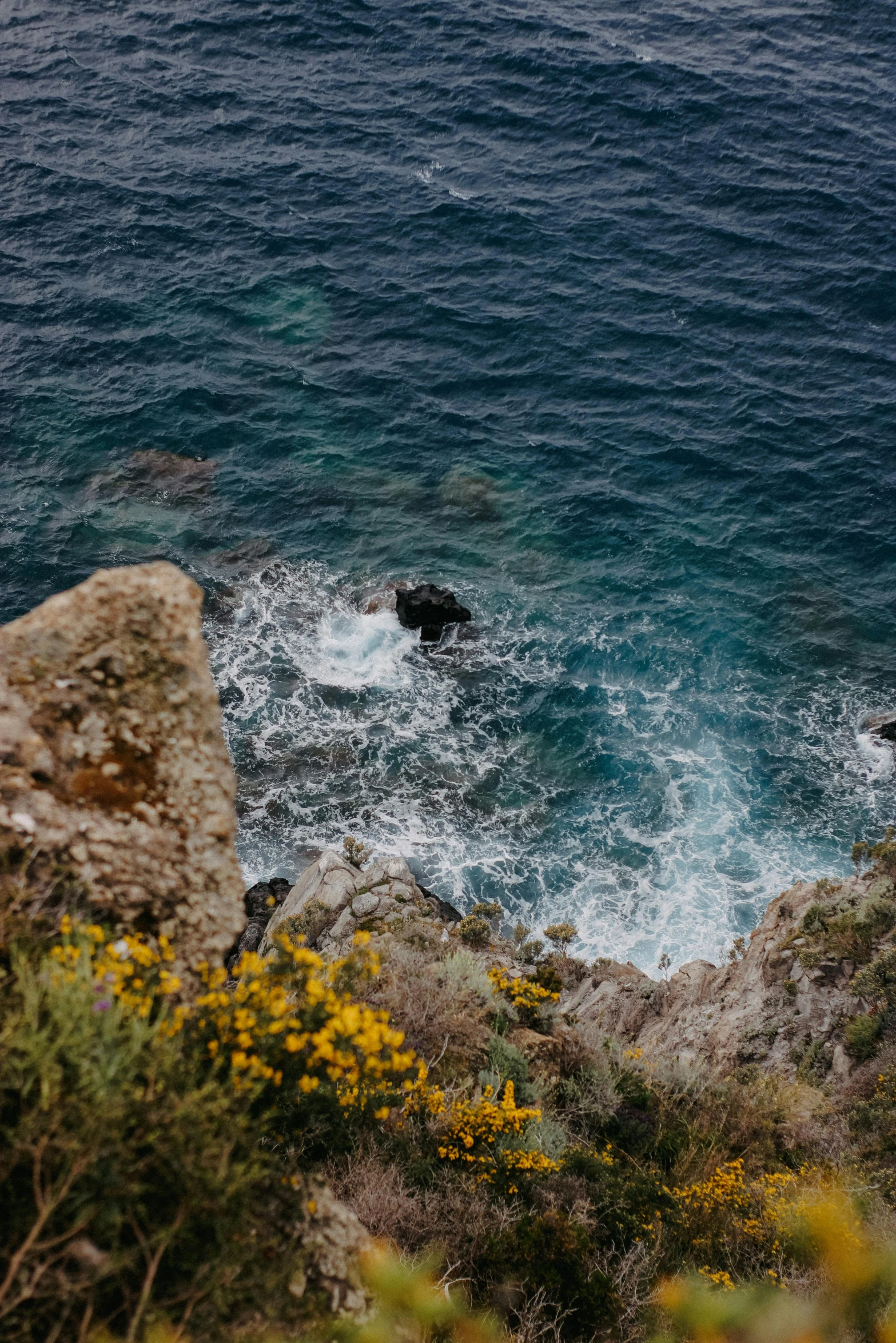 a dog in the ocean by a rock face