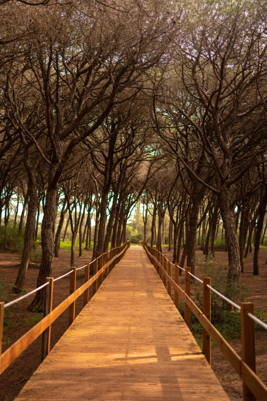 a wood walkway surrounded by trees in the park