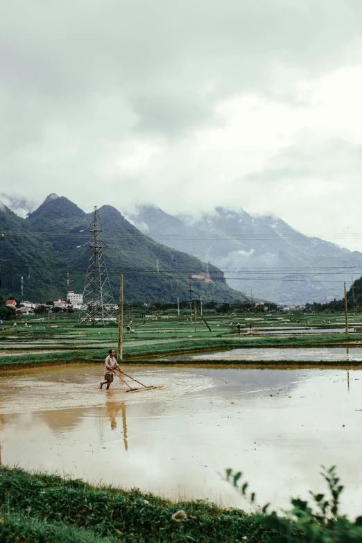 a person wades through mud in a rice field