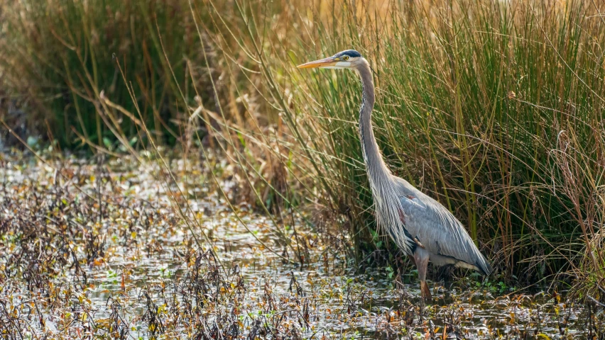 a large bird standing in the grass near tall dry grass