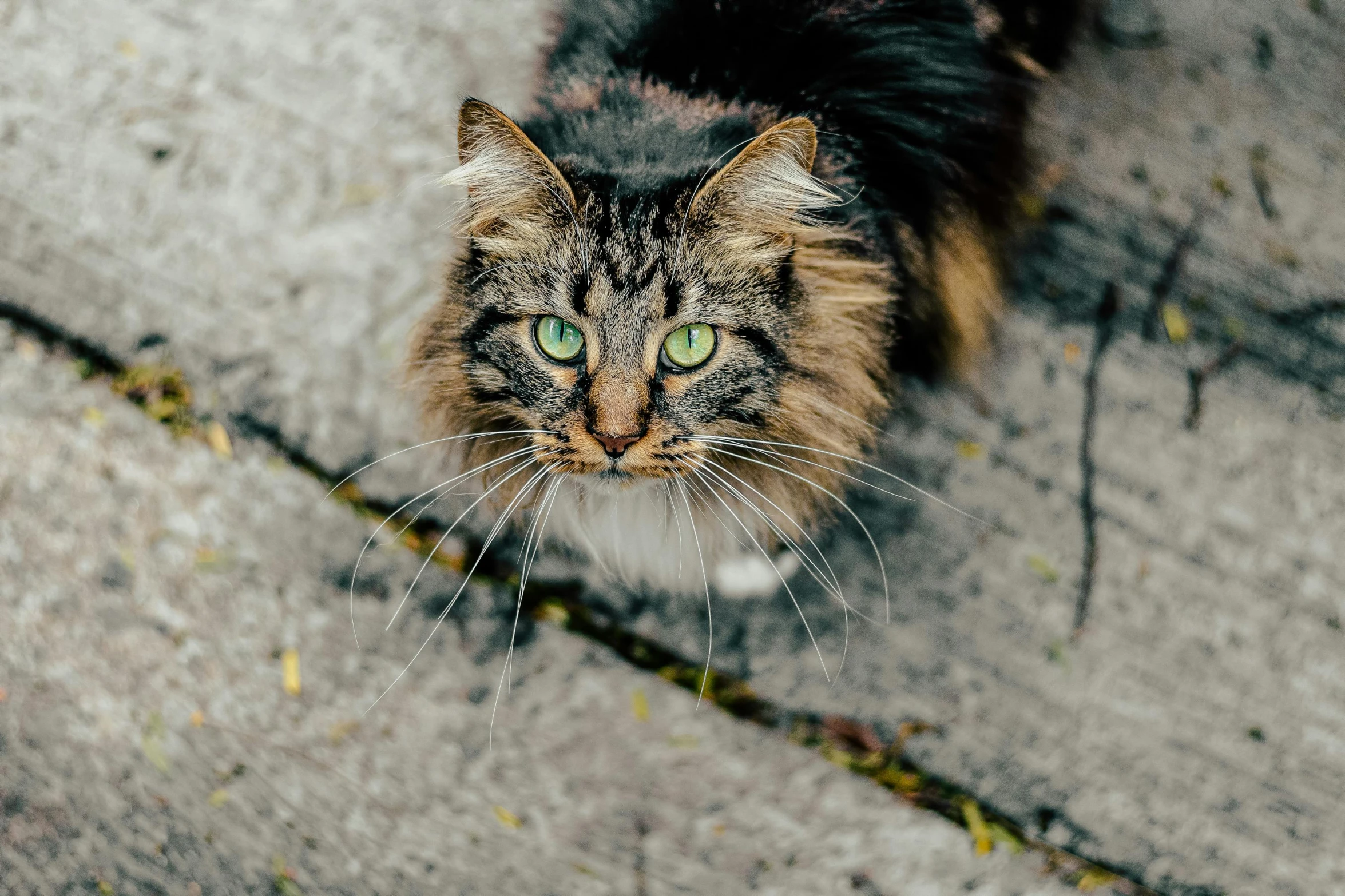 a furry cat with large green eyes on a sidewalk