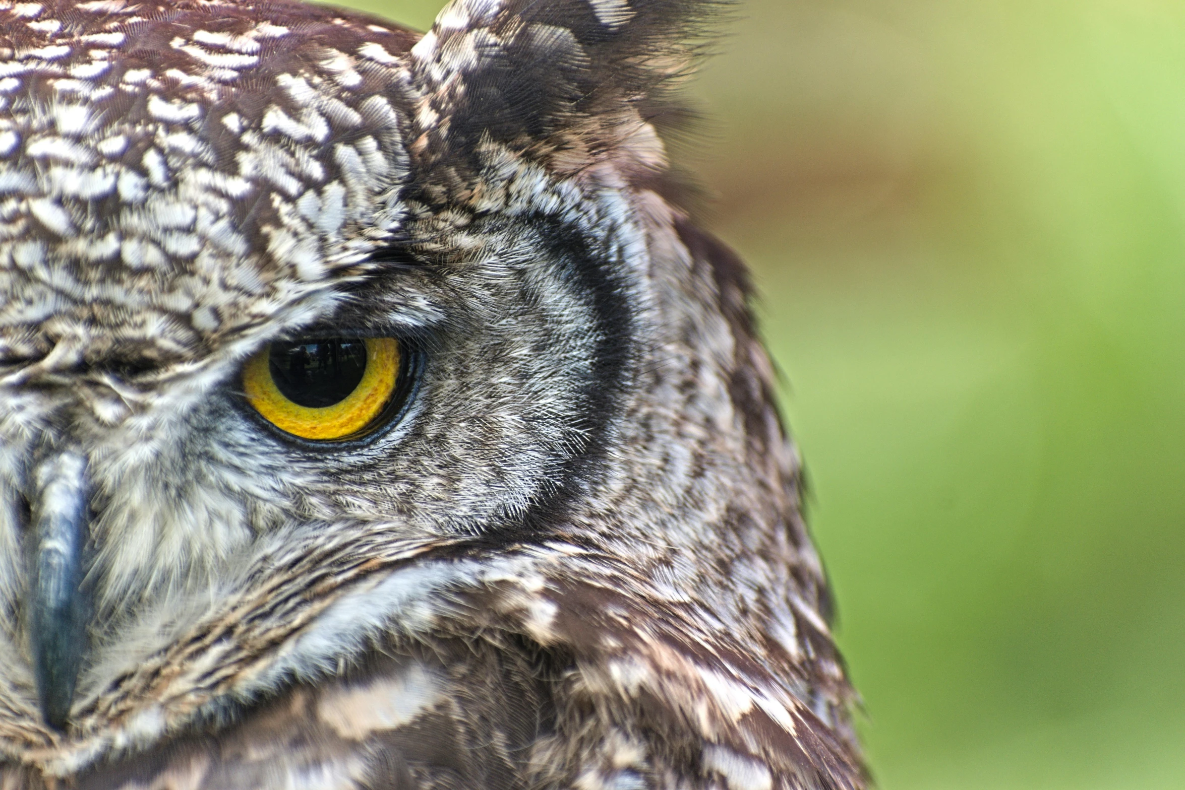 the yellow eye of a great horned owl