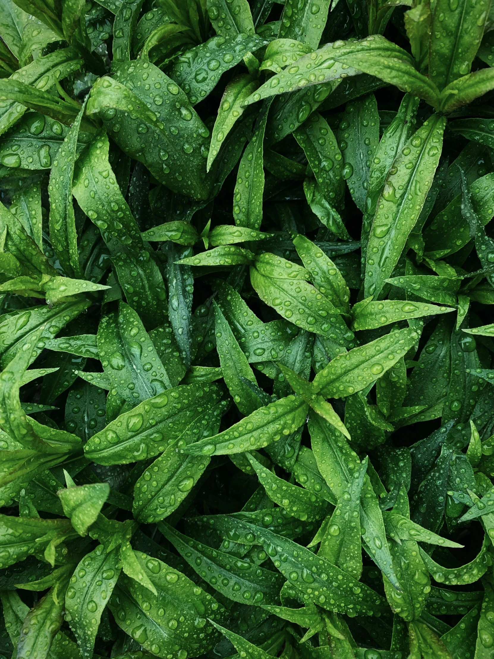 green leaves with water drops on them