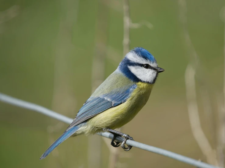 a blue - and - green bird sits on a wire