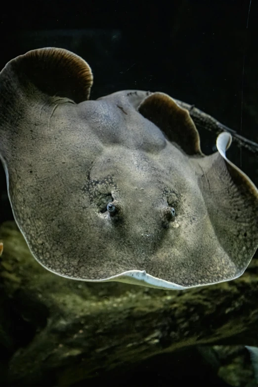 a large sting fishes swimming underneath the water