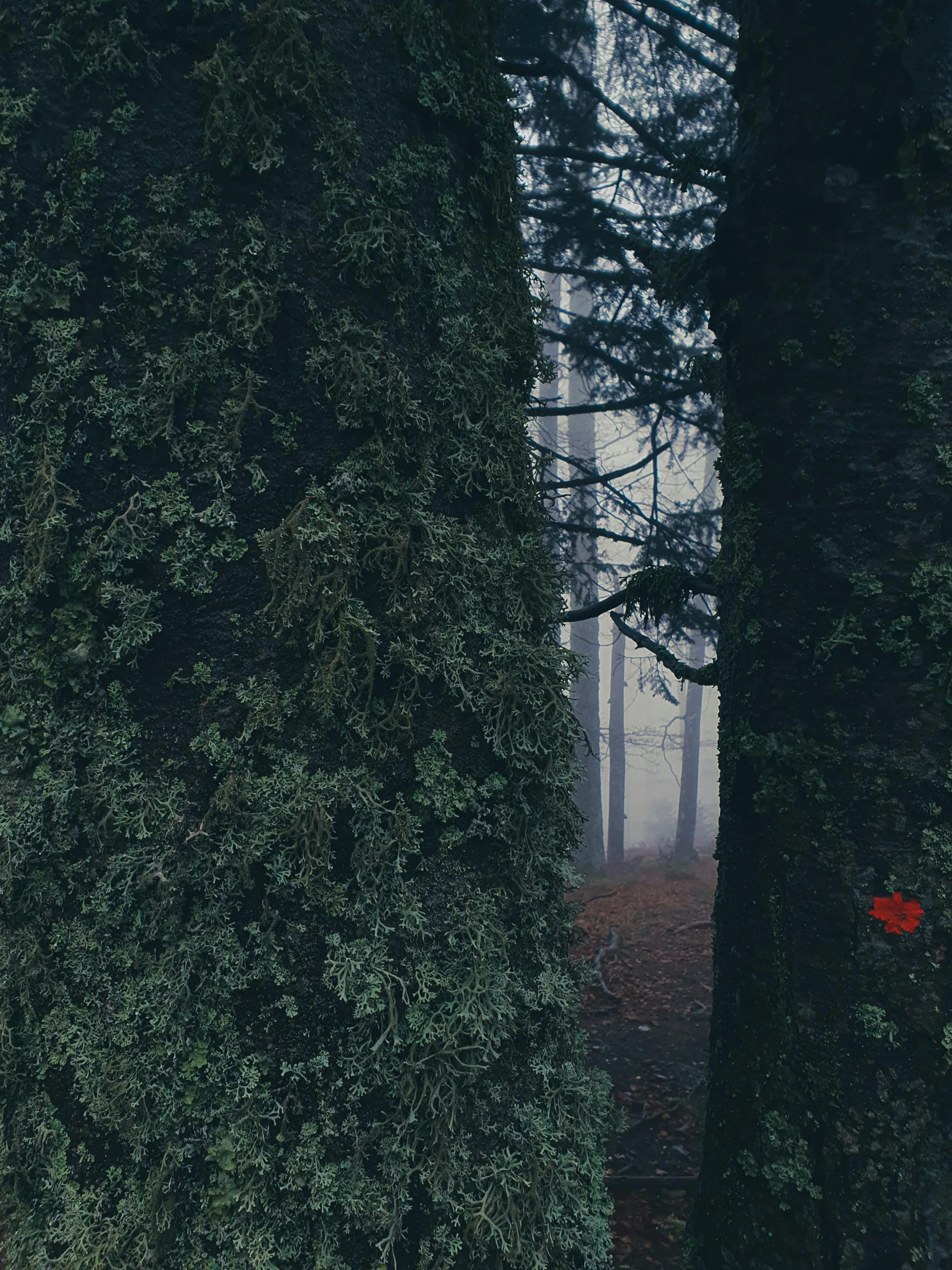 an image of a foggy day in a forest