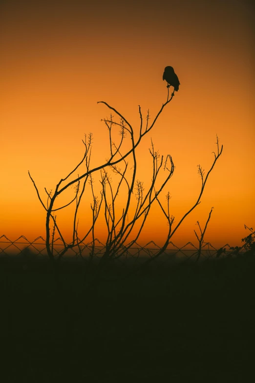 a lone bird on a bare tree at sunset