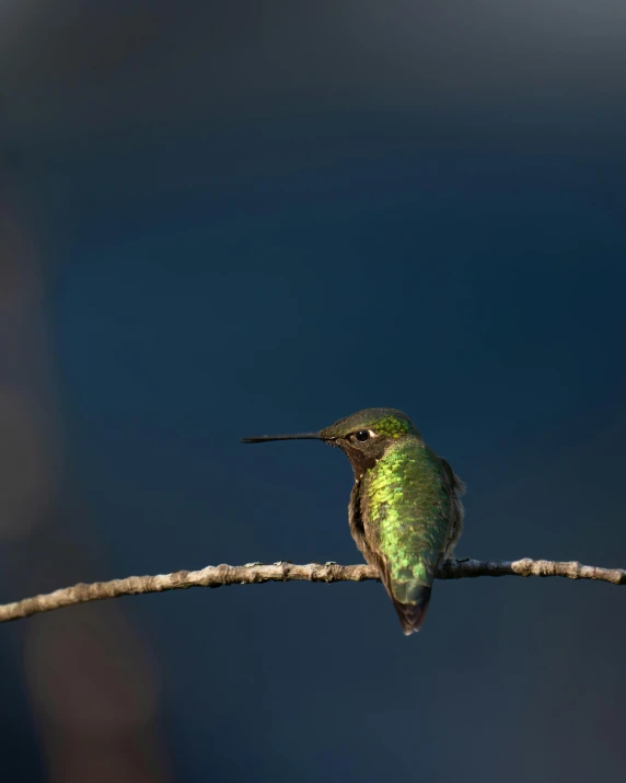 a hummingbird perches on a nch during the day