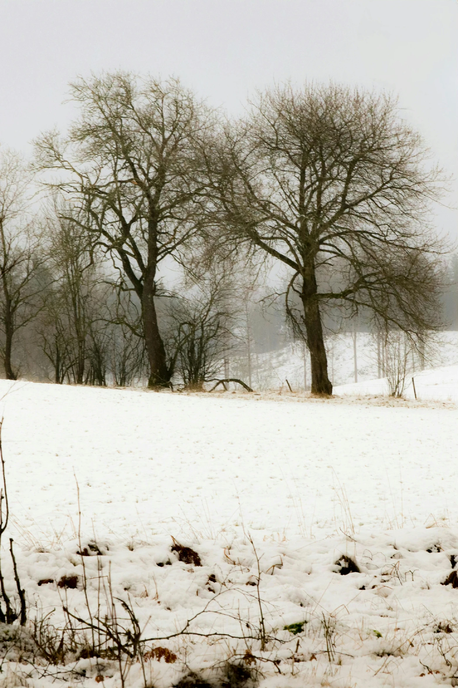 trees stand near the snow covered ground with some grass in front