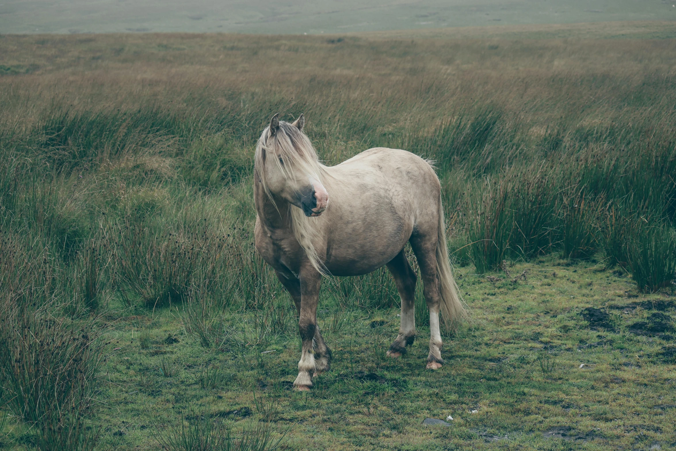 a white horse with it's nose in the grass