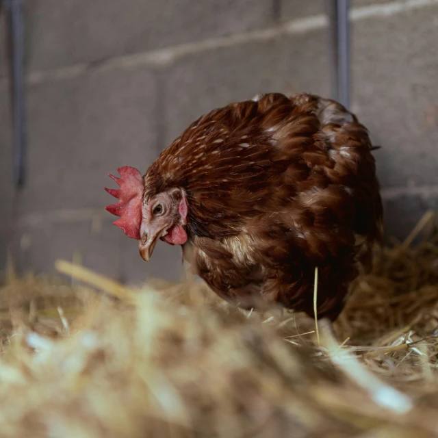 a small chicken in straws under a brick wall