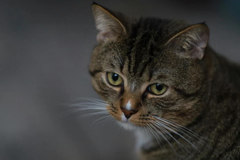 the brown cat is looking directly into the camera