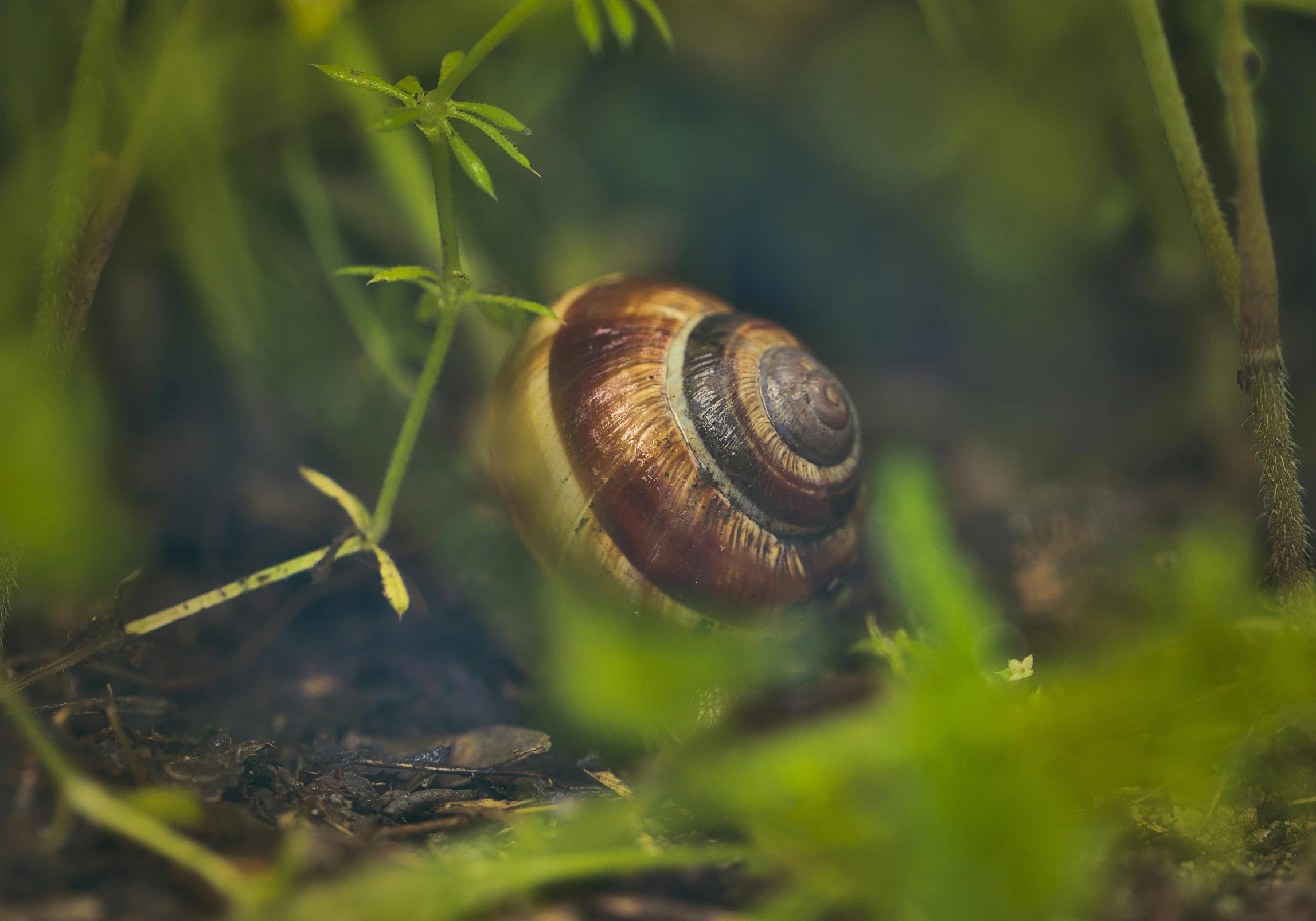 a brown snail walking through some grass