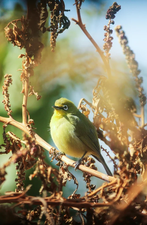 green and yellow bird sitting on a nch