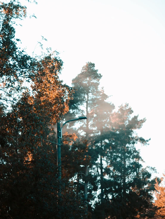 trees and a street light against a blue sky