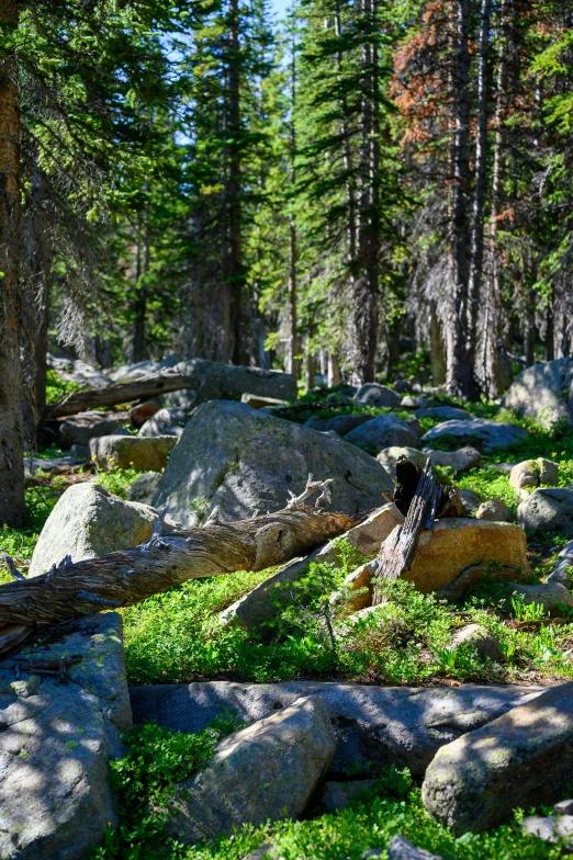 there are many rocks and trees on this hill