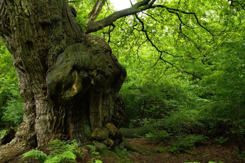 two large trees sitting in the middle of a forest