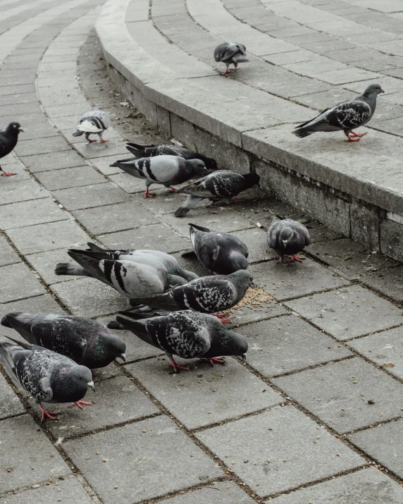 the birds are eating grains while standing around on the ground