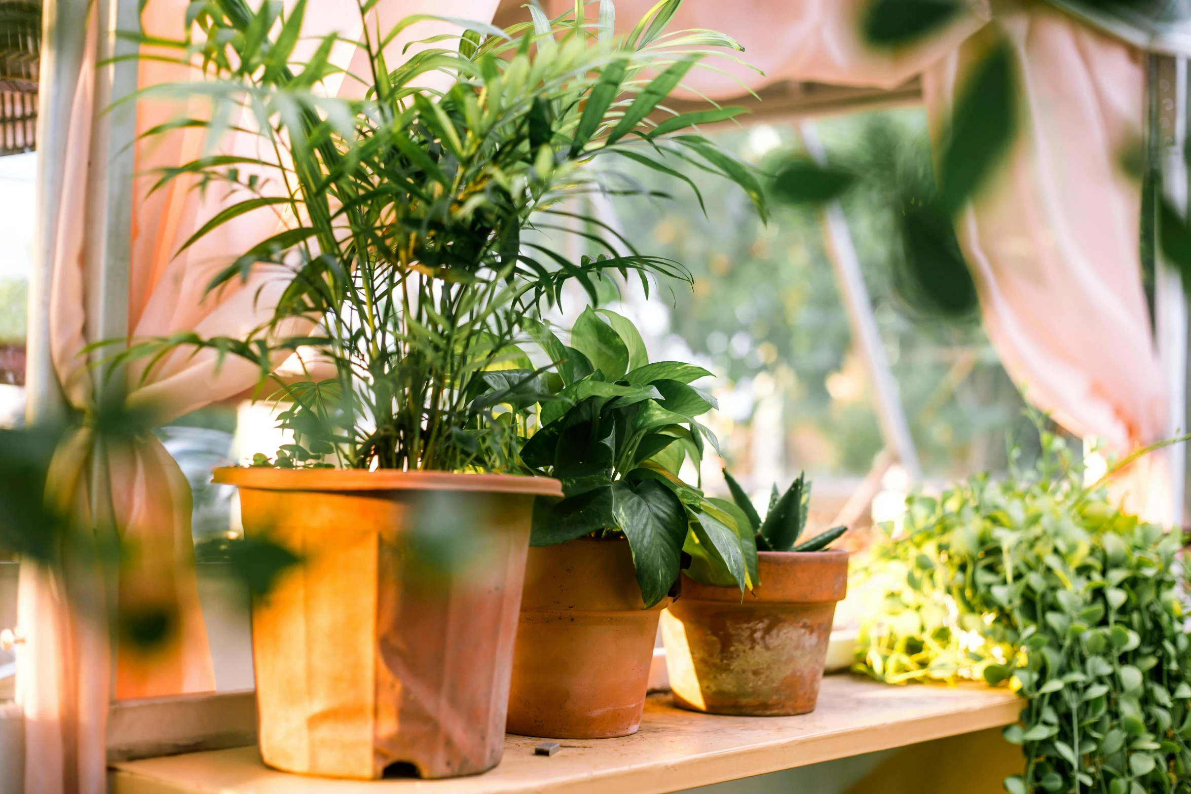 some potted plants sit on the window sill