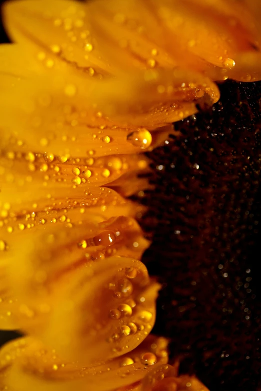 dew drops covering the petals of a sunflower