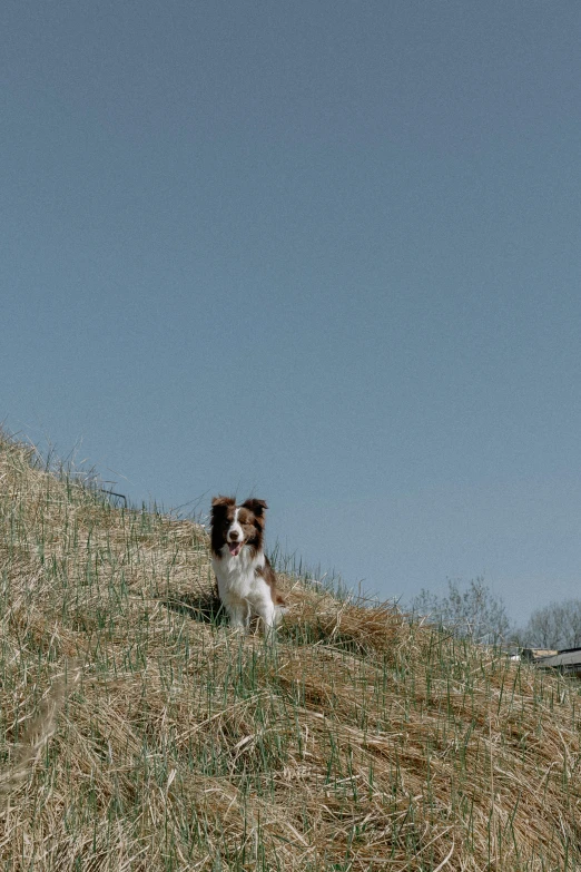 a dog that is standing in the grass