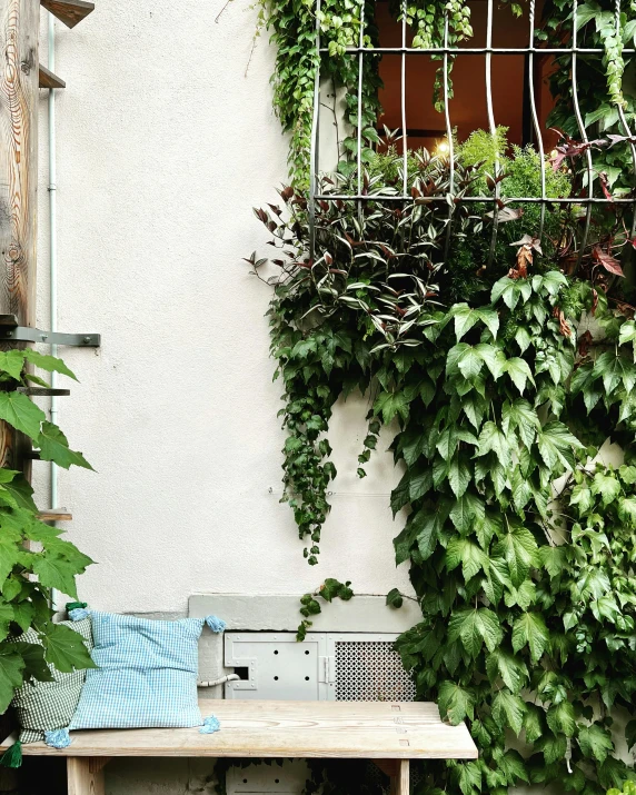 an image of some plants growing on the side of a building