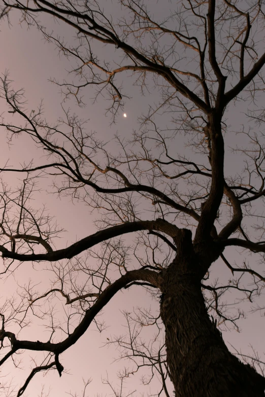 tree in the night with the moon and the moon setting