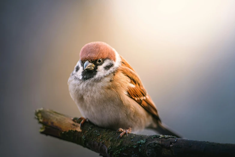 a brown and white bird is sitting on a nch