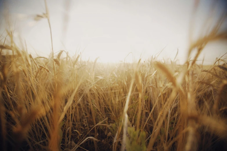 the sun shining down on a corn field