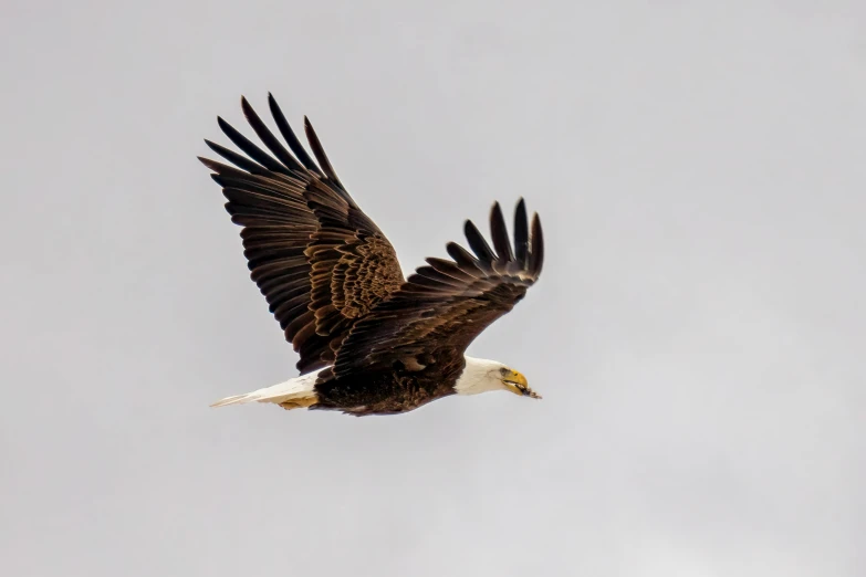 a bald eagle is flying through the air