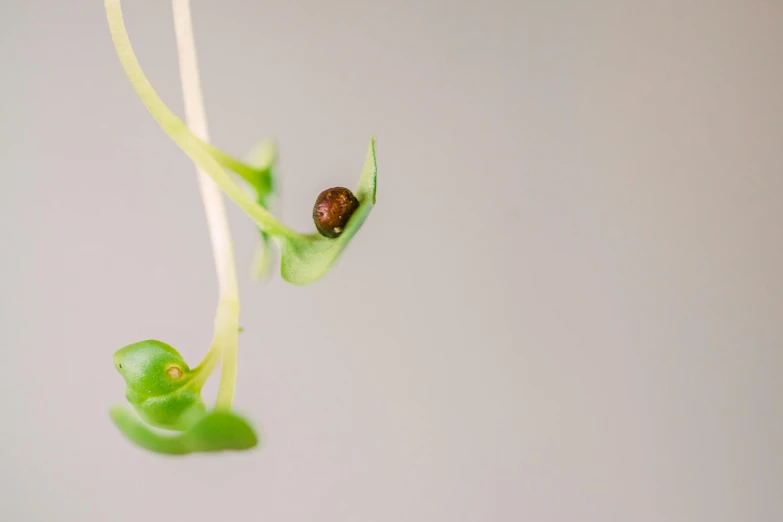 the green leaves of a plant and a brown insect in it