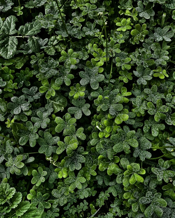 a close up image of green foliage