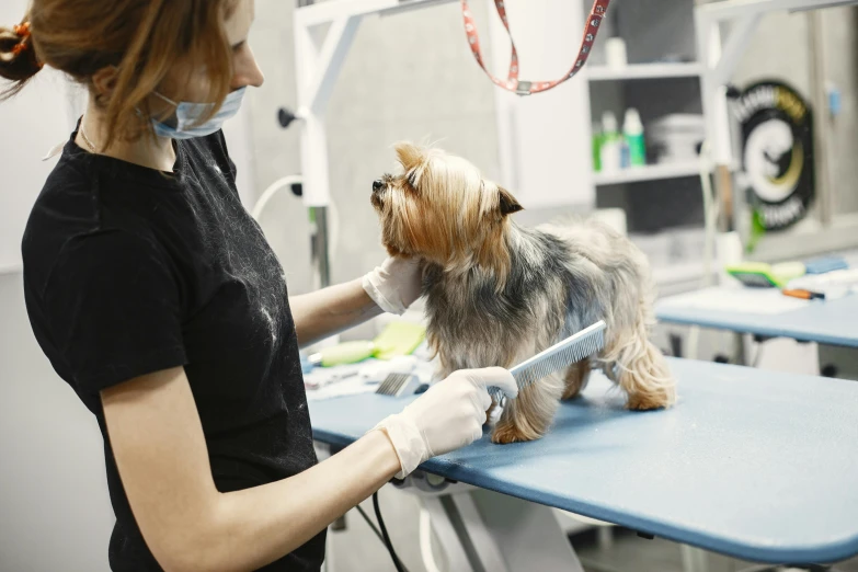 a lady in a vet's office cleaning a small dog