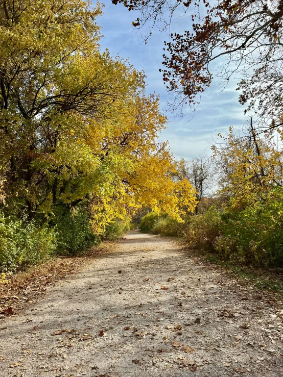 a gravel road surrounded by trees with yellow leaves