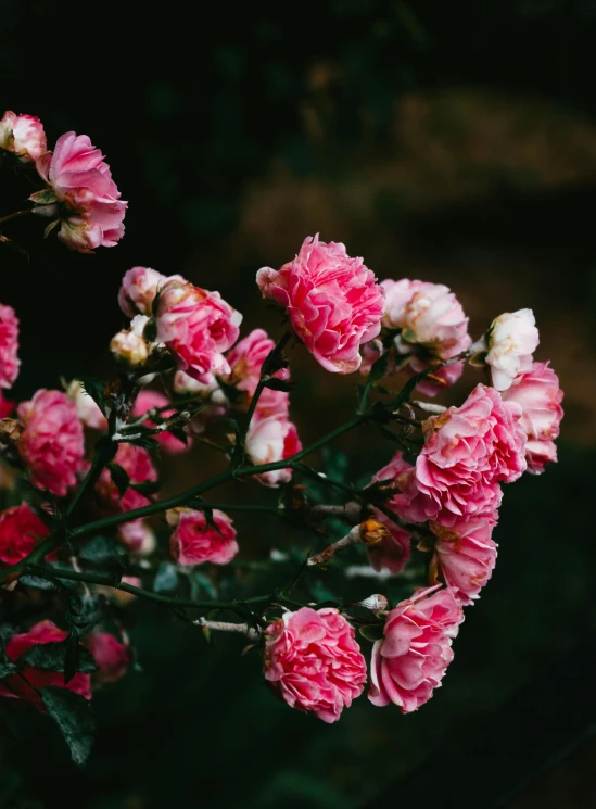 pink and white roses are blooming in a flower pot