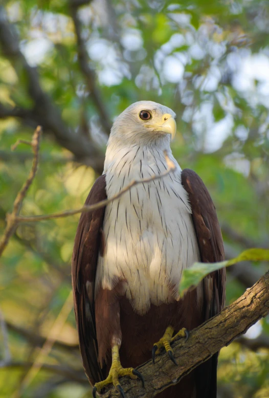 there is a eagle that is sitting on the nch