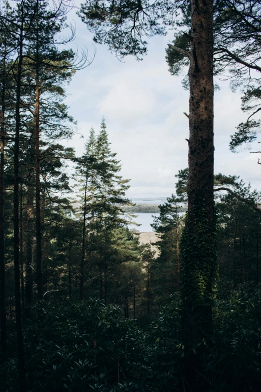 trees and water with a sky background