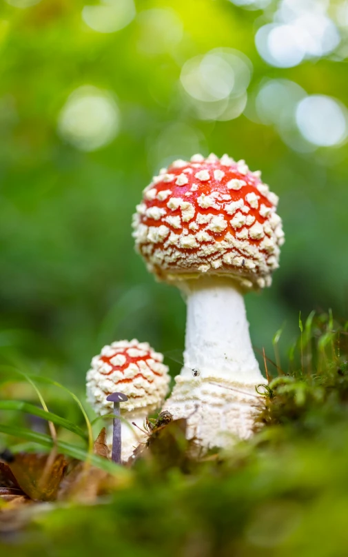 a mushroom grows from a small plant with small white caps