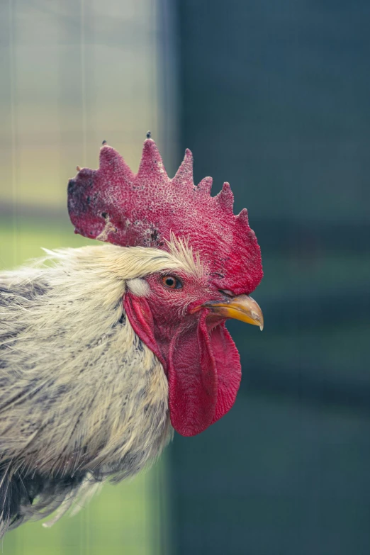 a close up po of the head and crest of a rooster