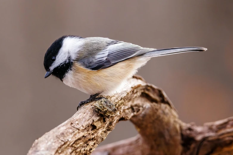 a bird sitting on a nch with one eye open