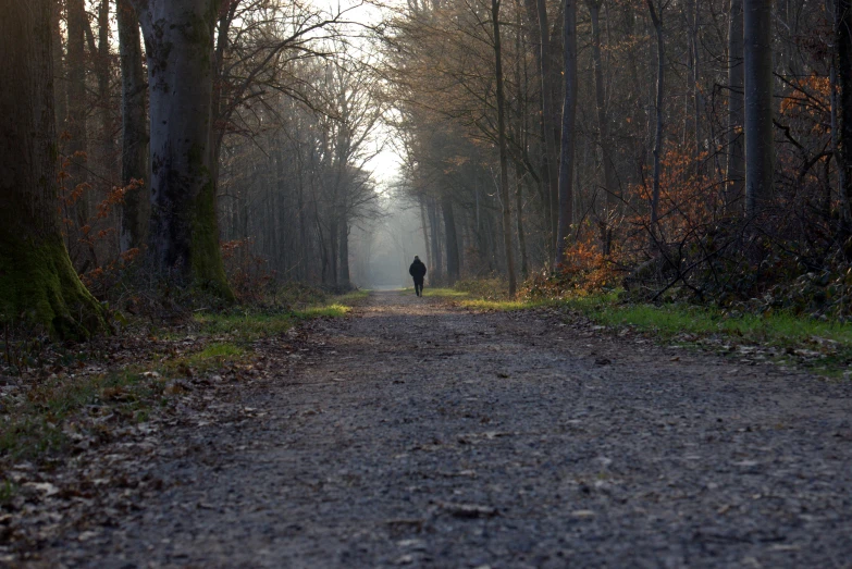 a person walking down a road in the woods