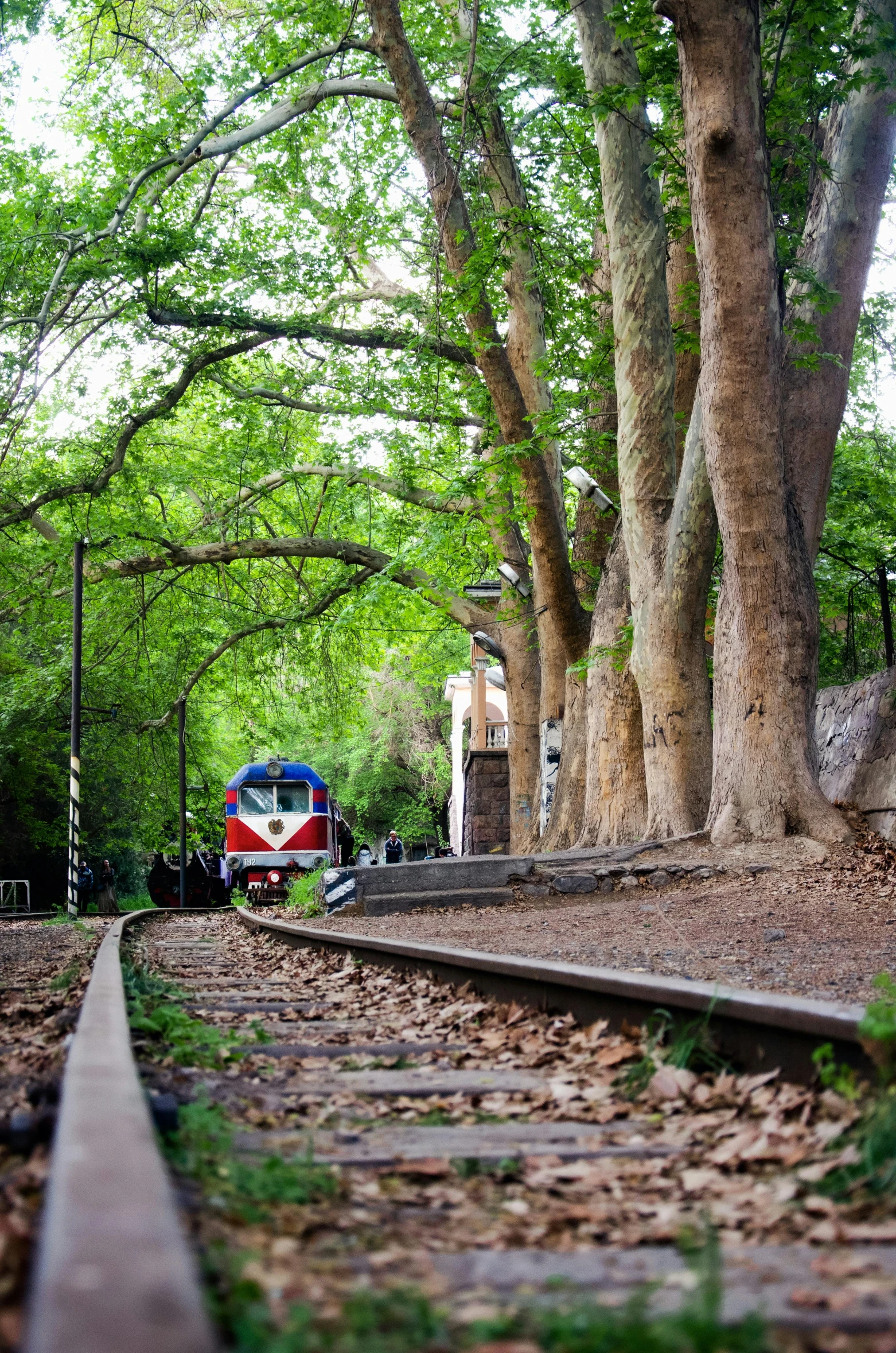 a train on the railroad tracks through a forrest