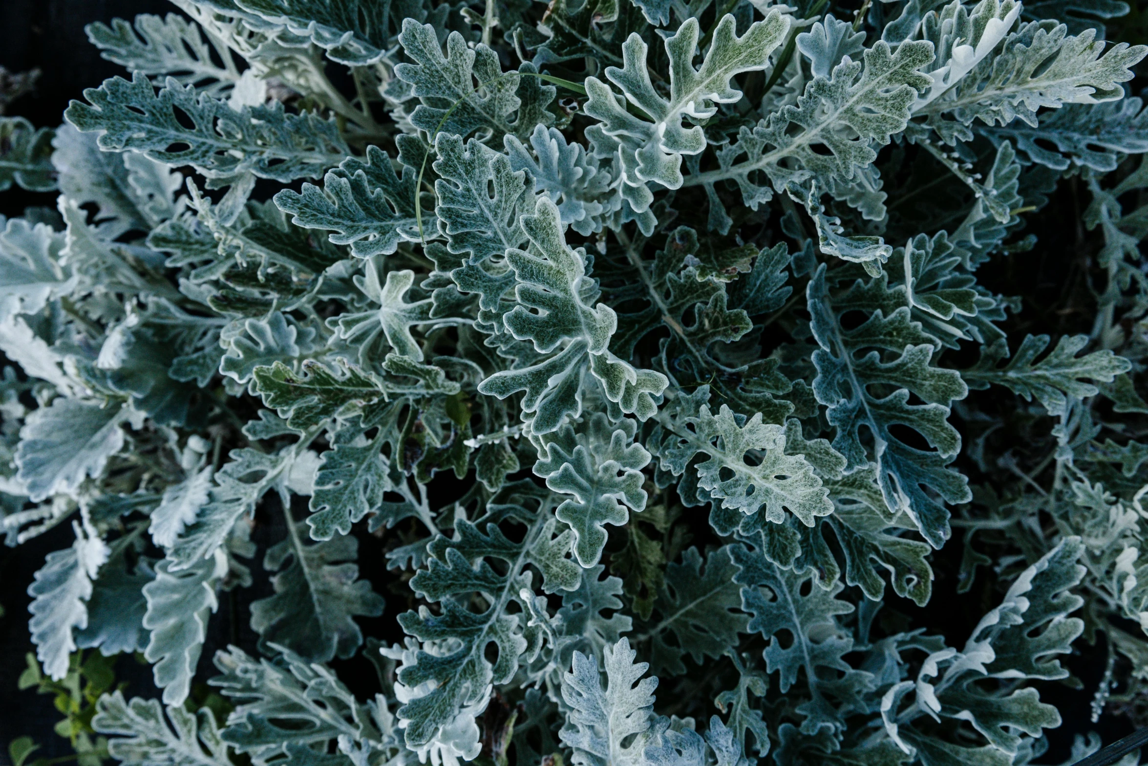 the leaves on this bush look green and leafy