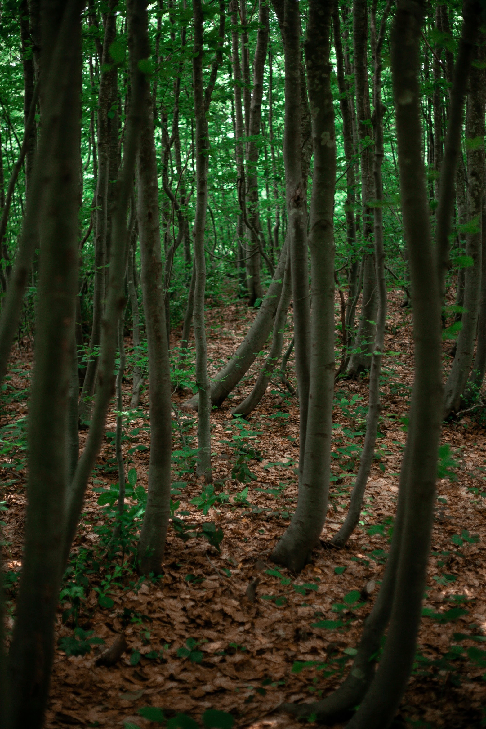 a forest filled with lots of trees and foliage