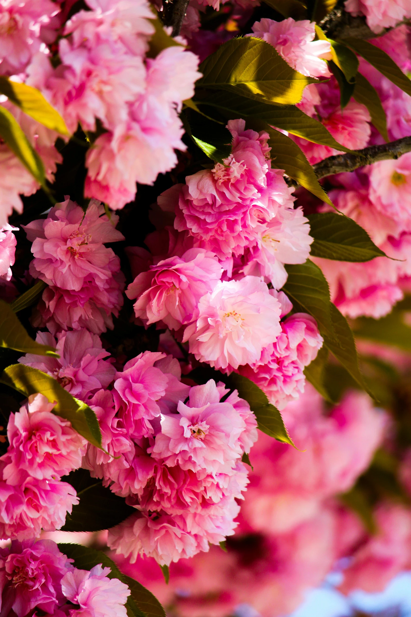 this is a view of pink flowers with green leaves