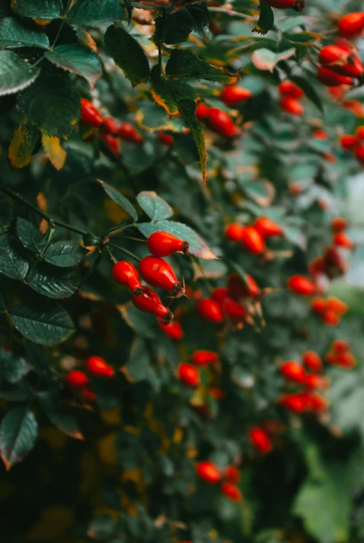 many berries are growing on the bushes