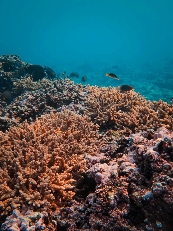 a blue ocean with a small fish swimming among corals