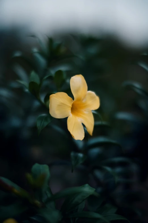 a bright yellow flower with green leaves surrounding it