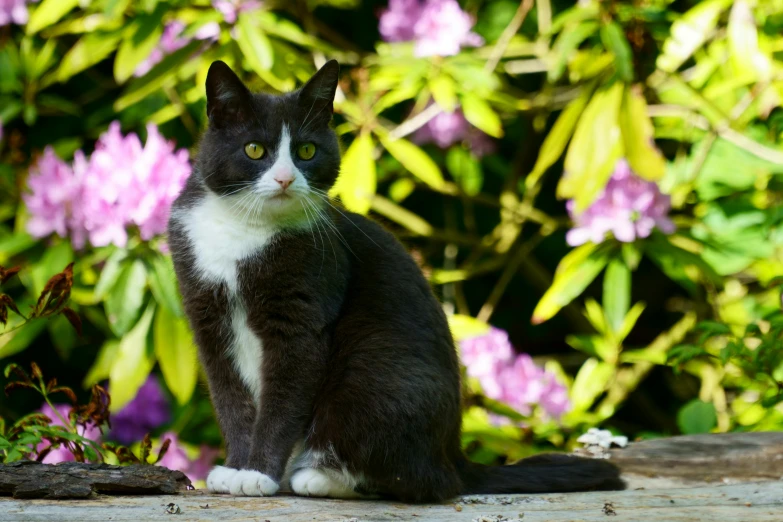 cat sitting on a table outside near purple flowers