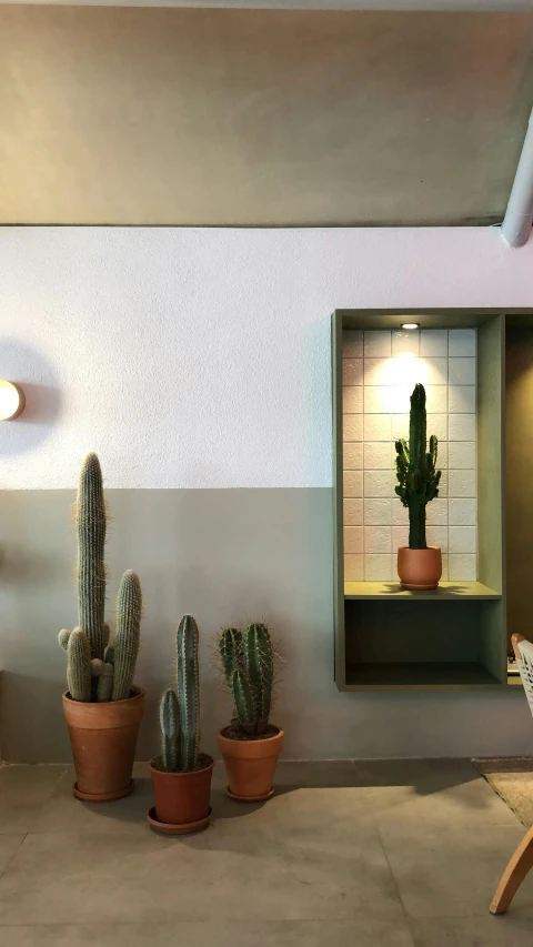 four cacti and cactus growing inside of an office